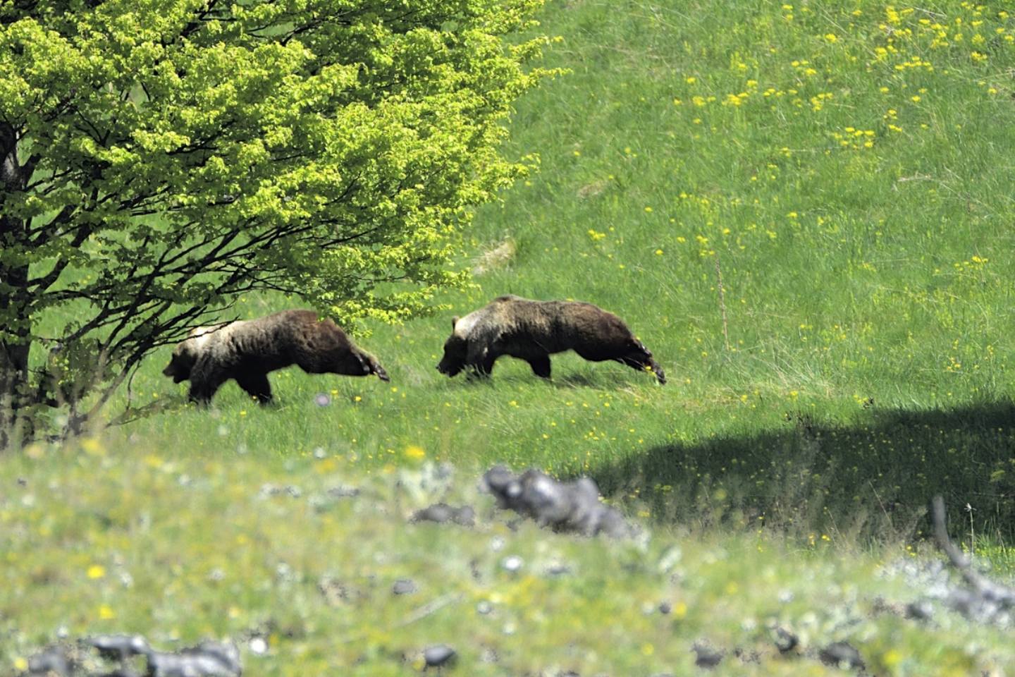 La promessa (orso bruno marsicano)